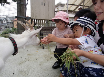 やぎ・羊のふれあい (2).JPG